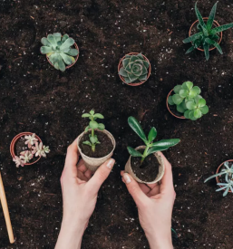 Cvetličarna in vrtnarstvo Rogaška Slatina