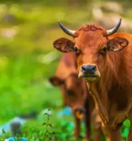 dobra veterinarska postaja Cerknica