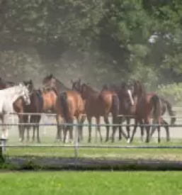 Veterinarska postaja Cerknica