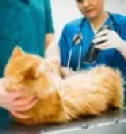 kvalitetna veterinarska postaja Cerknica