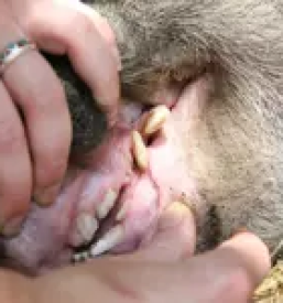 Veterinarska postaja ljubljana in okolica