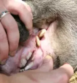 Veterinarska postaja ljubljana in okolica
