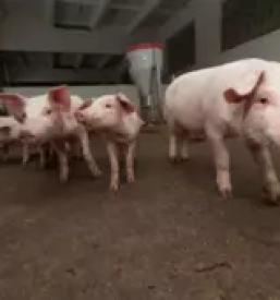 obiščite veterinarsko postajo Ljubljana