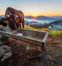 kvalitetna veterinarska postaja Ljubljana in okolica