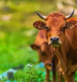 Veterinarska postaja Cerknica