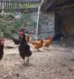 dobra veterinarska postaja postojna in okolica