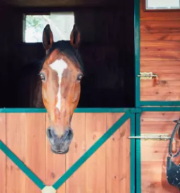 ugodna veterinarska postaja postojna in okolica