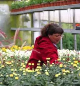 Vzgoja in prodaja okrasnih rastlinsentilj lenart okolica