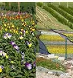 Vzgoja in prodaja okrasnih rastlinsentilj lenart okolica