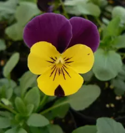 Zelenjavarstvo celje