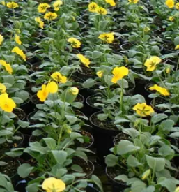 Zelenjavarstvo Celje, Savinjska