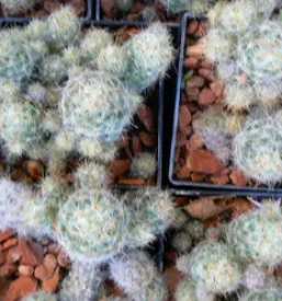 Ugodno zelenjavarstvo Celje