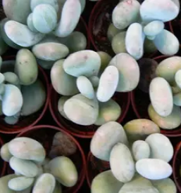 Zelenjadarstvo Celje