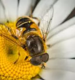 Cebelarstvo savinjska