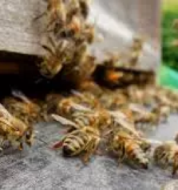 Cebelarstvo savinjska