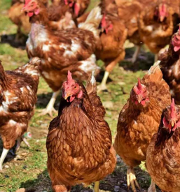 ugoden dezurni veterinar Cerknica