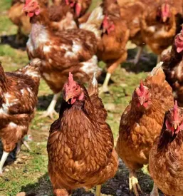 ugoden dezurni veterinar Cerknica