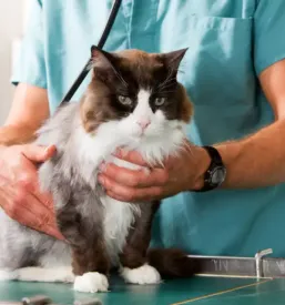 Dezurni veterinar Cerknica