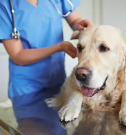 dober dezurni veterinar Cerknica