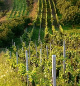 Ponudba sob v Goriških Brdih