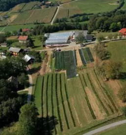 Prodaja balkonskega cvetja sentilj