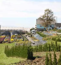 Prodaja balkonskega cvetja sentilj