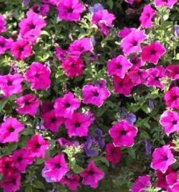 Prodaja balkonskega cvetja sentilj