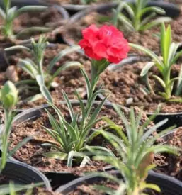 Prodaja balkonskega cvetja sentilj