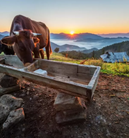 dobra veterina Cerknica