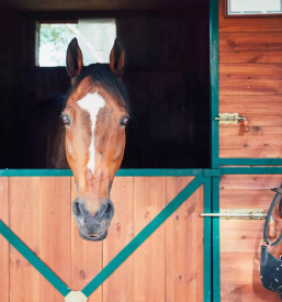 kvalitetna veterina Cerknica