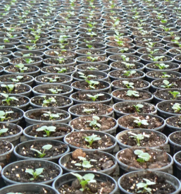 Poceni vrtnarija v Celju