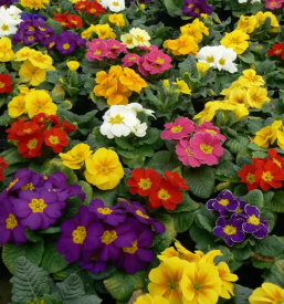 Urejanje okolice v Celju