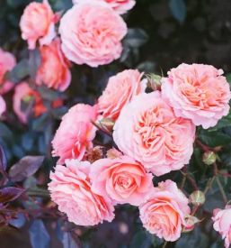 Vse za vrt Rogaška Slatina 