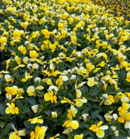 Velika izbira enoletnic