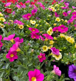 Prodaja cvetja v Celju