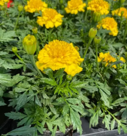 Cvetličarna v Celju