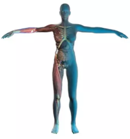 Kvalitetna fizikalna terapija ljubljana bezigrad