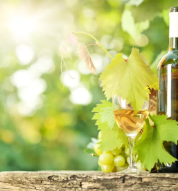 Prodaja vrhunskega refoska in malvazije primorska