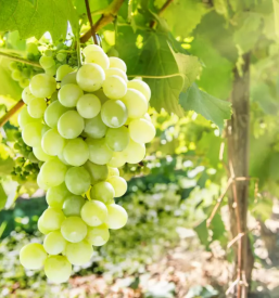 Prodaja vrhunskega refoska in malvazije primorska