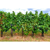 JANKO BRAJNIK - DOPOLNILNA DEJAVNOST NA KMETIJI