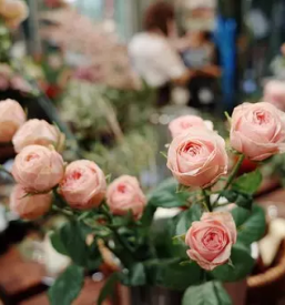 Rezano cvetje maribor