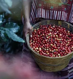 Okusna kava Ilirska Bistrica