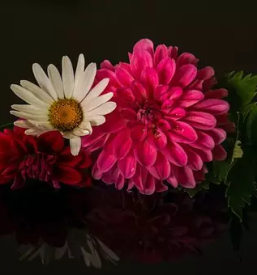 Zalni aranzmaji maribor