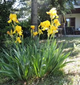 Najem udobnega apartmaja izola