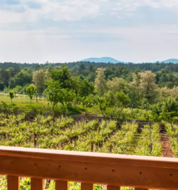 Kmetija s prenocisci kras primorska