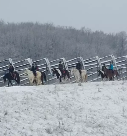 Konjenisko drustvo pesnica