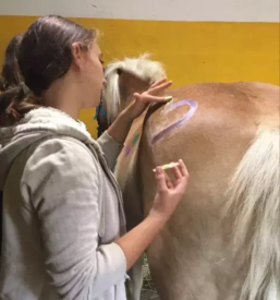 Konjenisko drustvo pesnica