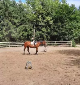 Konjenisko drustvo pesnica