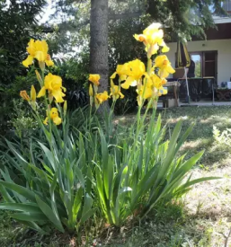 Ugoden najem apartmaja izola slovenska obala
