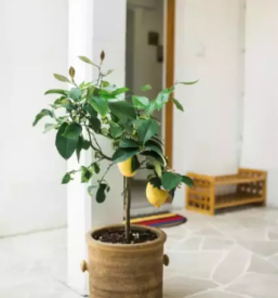 Low cost rooms for rent tolmin goriska